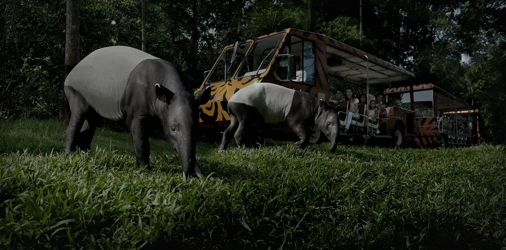 Night Safari Tour in Singapore with Dinner