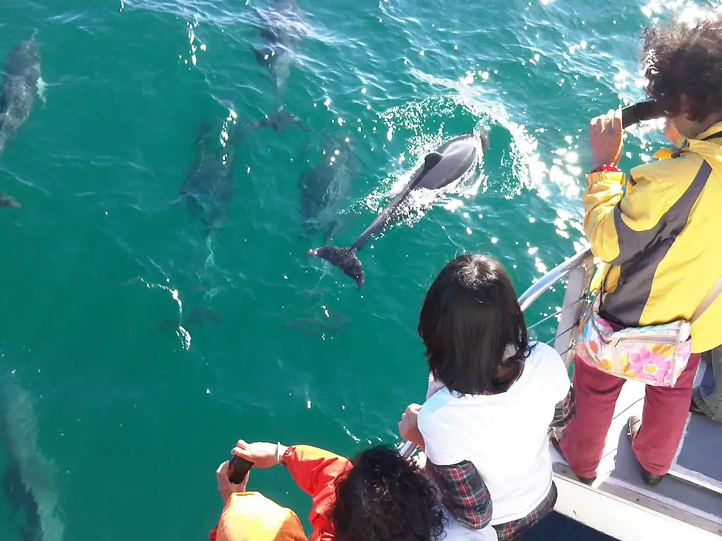 Jervis Bay Dolphin Cruise