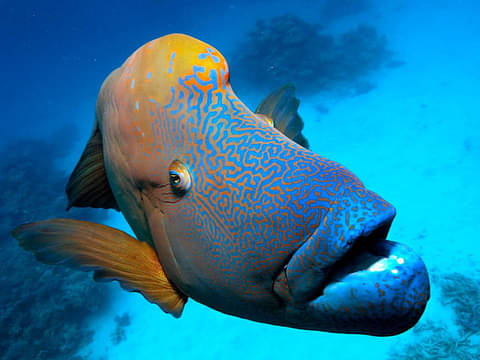 Pilbara