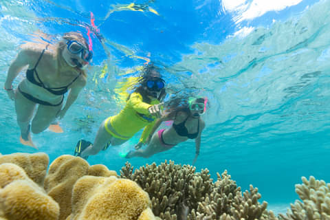 Daintree Great Barrier Reef Snorkel tours