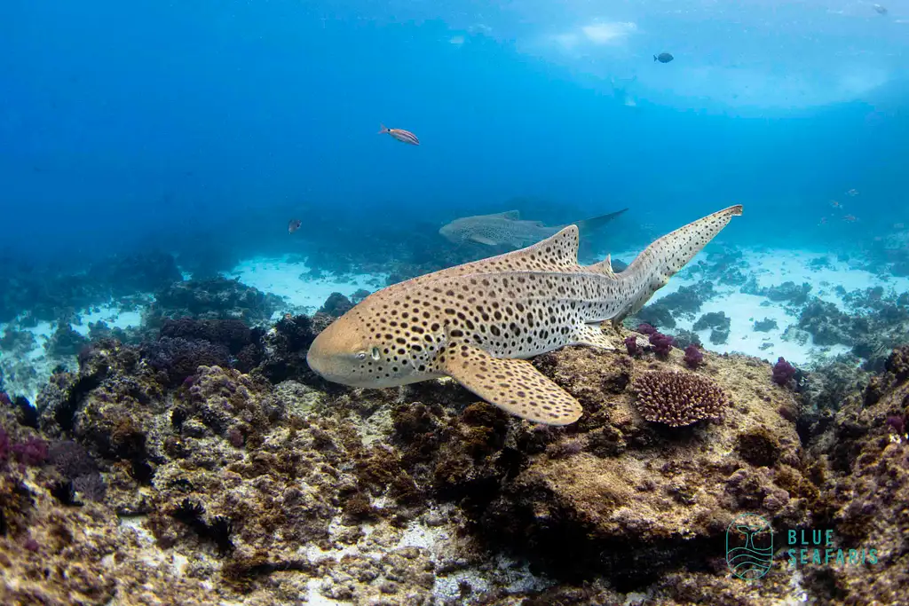 Snorkel with Turtles | Gold Coast