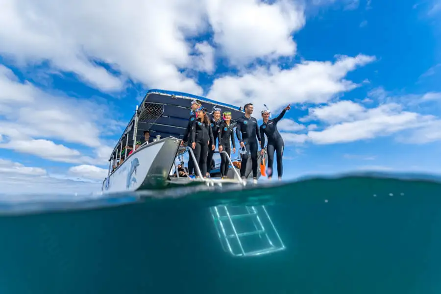 Swim with wild Dolphins | Bunbury