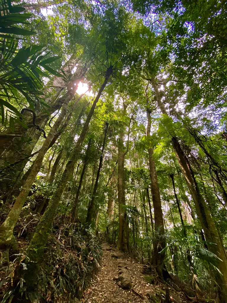 Springbrook Full Day Tour from Brisbane