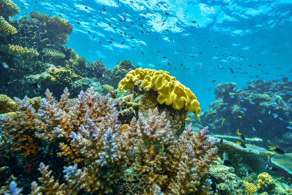 Cairns Dreamtime Dive And Snorkel