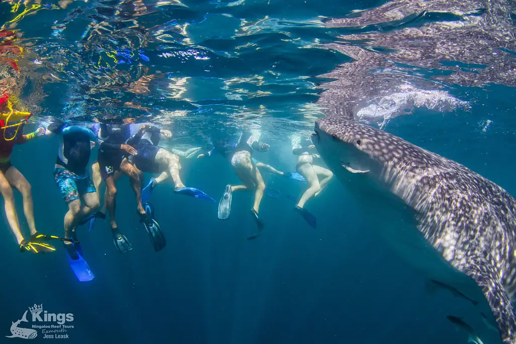 Whale Shark Snorkelling Adventure Tour (Apr-July) | Departing Exmouth