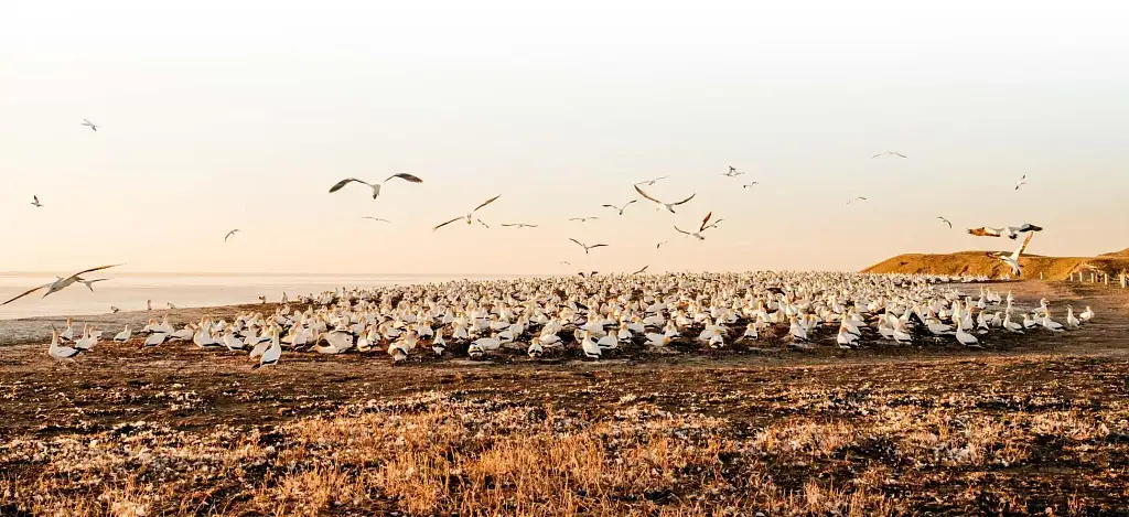 Hawke's Bay Gannet Tour