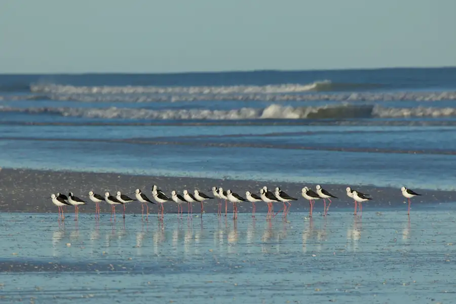 9 Day Perth To Broome Adventure