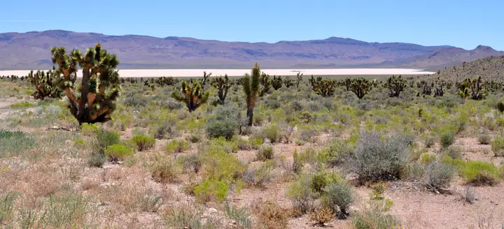 Area 51 "Top Secret" Tour From Las Vegas