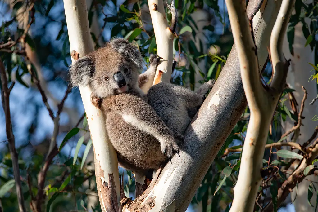 Kangaroo Island Luxury Food and Wine Tour