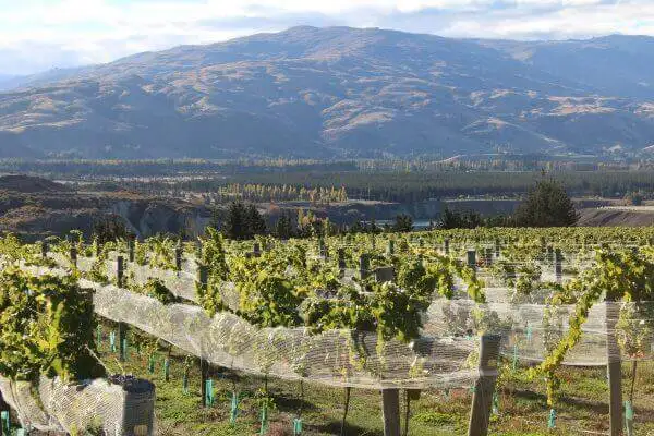 Bannockburn Hop-on Hop-off Wine and Beer Tour | From Queenstown