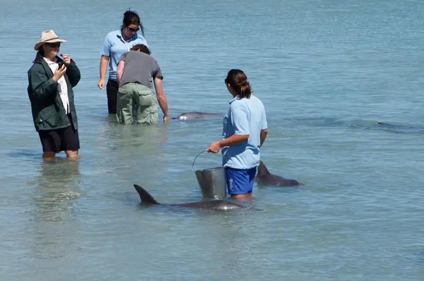 Monkey Mia Dolphin Spectacular Full Day Tour + Pink Lake Scenic Flight From Geraldton