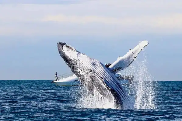 Newcastle whale watching tour