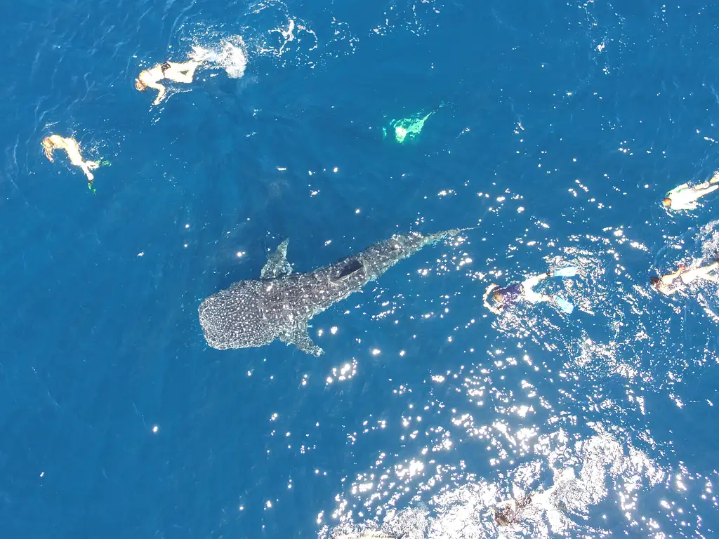 Swim with Whale Sharks Ningaloo on a Powerboat (March-June) | from Exmouth