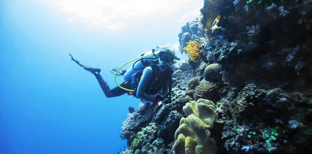 Dive The Muiron Islands from Exmouth | Certified & Intro Dives