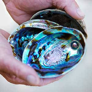 Paua Pearl Tour