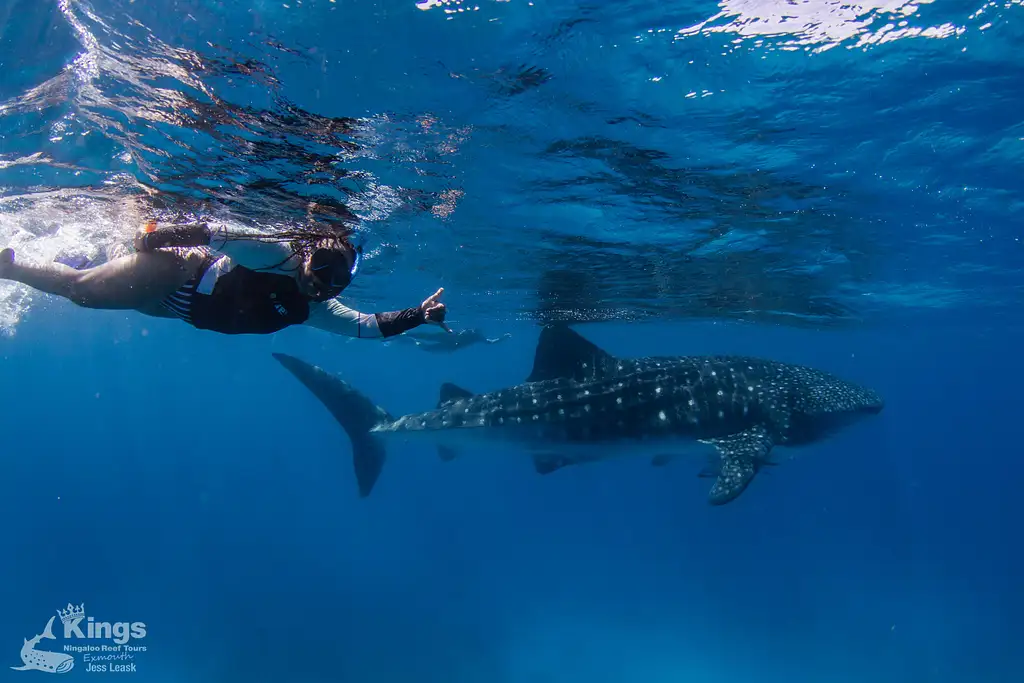 Whale Shark Snorkelling Adventure Tour (Apr-July) | Departing Exmouth