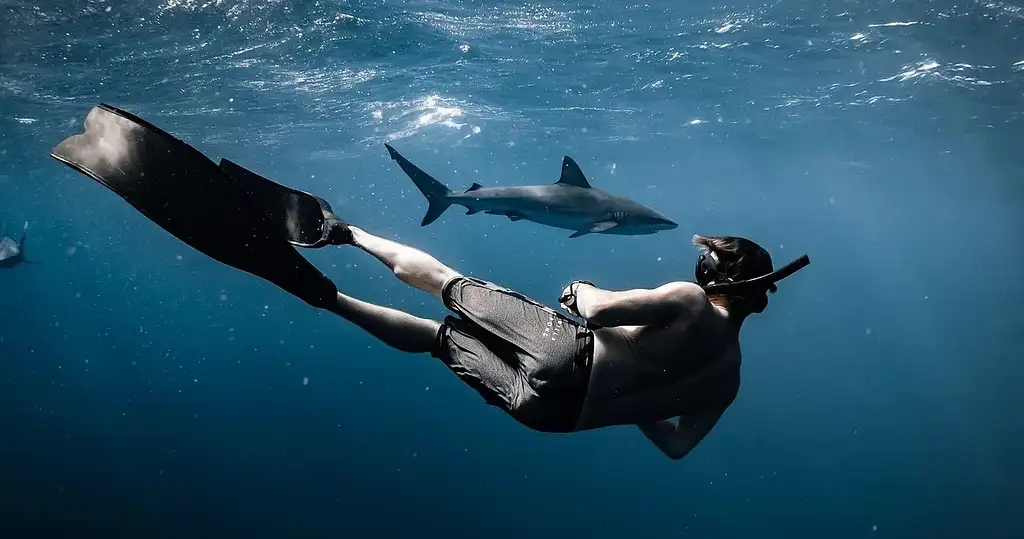 Freedive/Snorkel with Sharks Eco Tour (Cage free) - Oahu