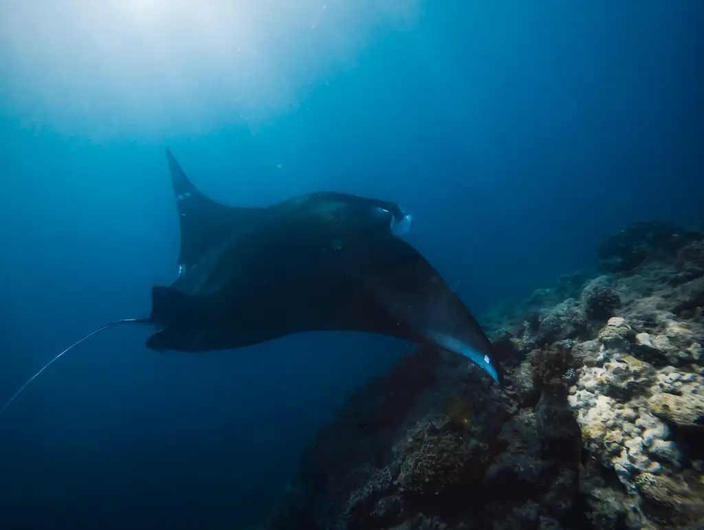 Wild Cat Mackay All-inclusive Snorkel & Islands Day Tour