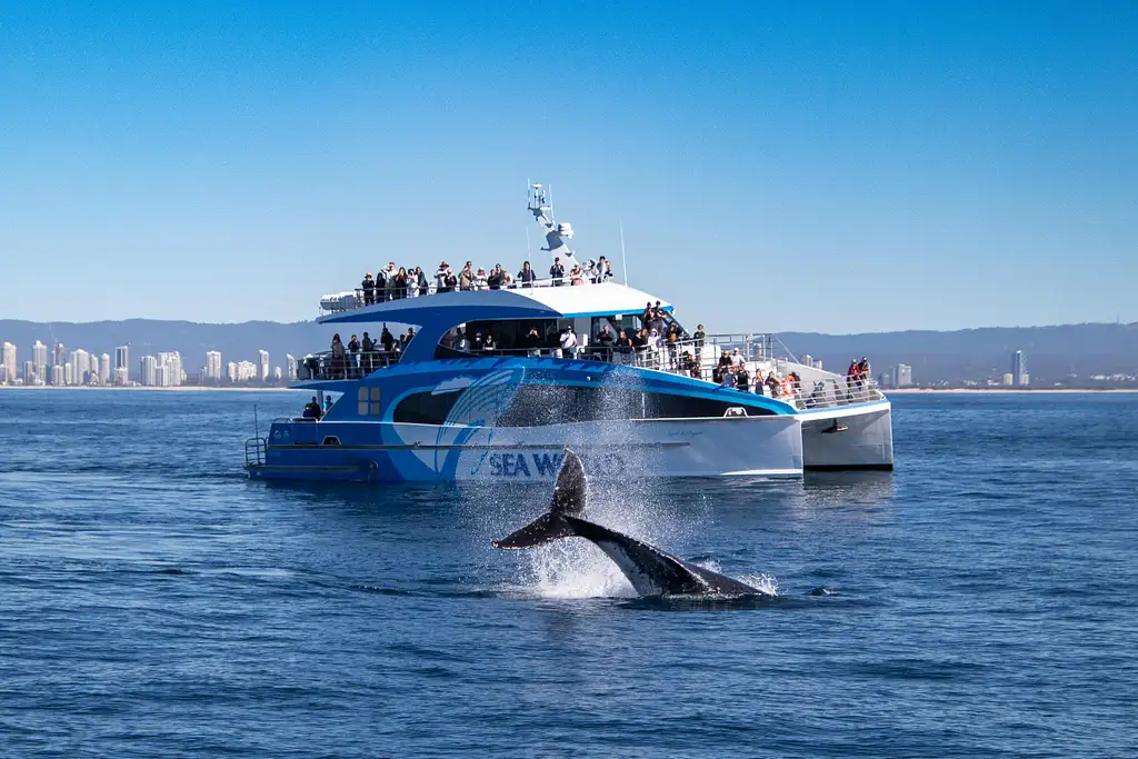 Whale Watching - Sea World Cruises | Gold Coast