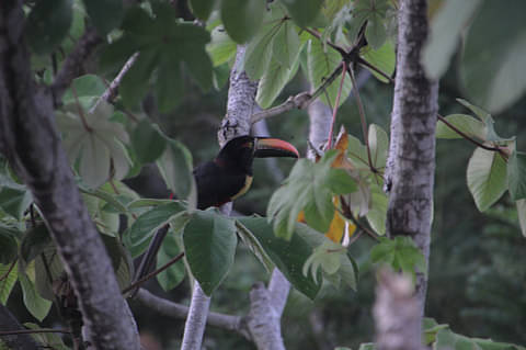 Manuel Antonio
