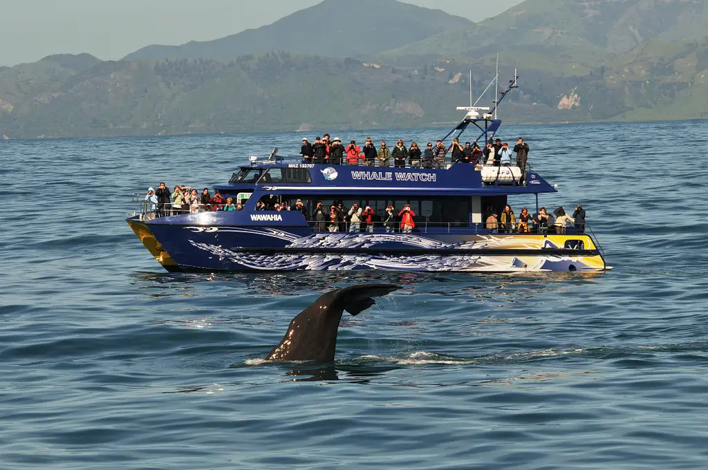20 Day Legendary New Zealand Tour | Auckland to Wellington | Haka Tours