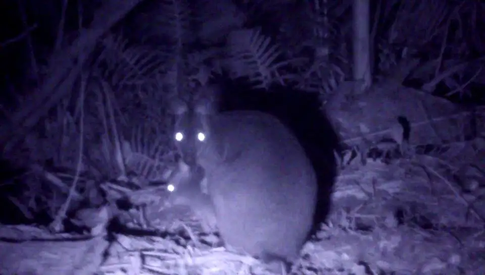 Night Vision Walk Byron Bay