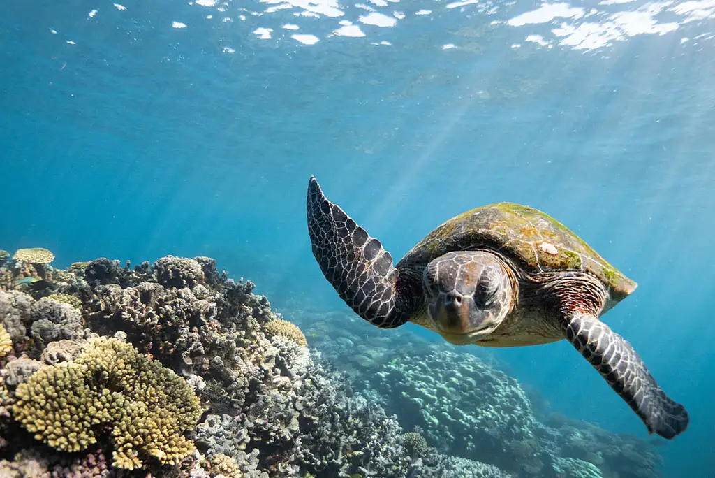 7 Day West Coast & Ningaloo Reef Adventure - Perth to Exmouth