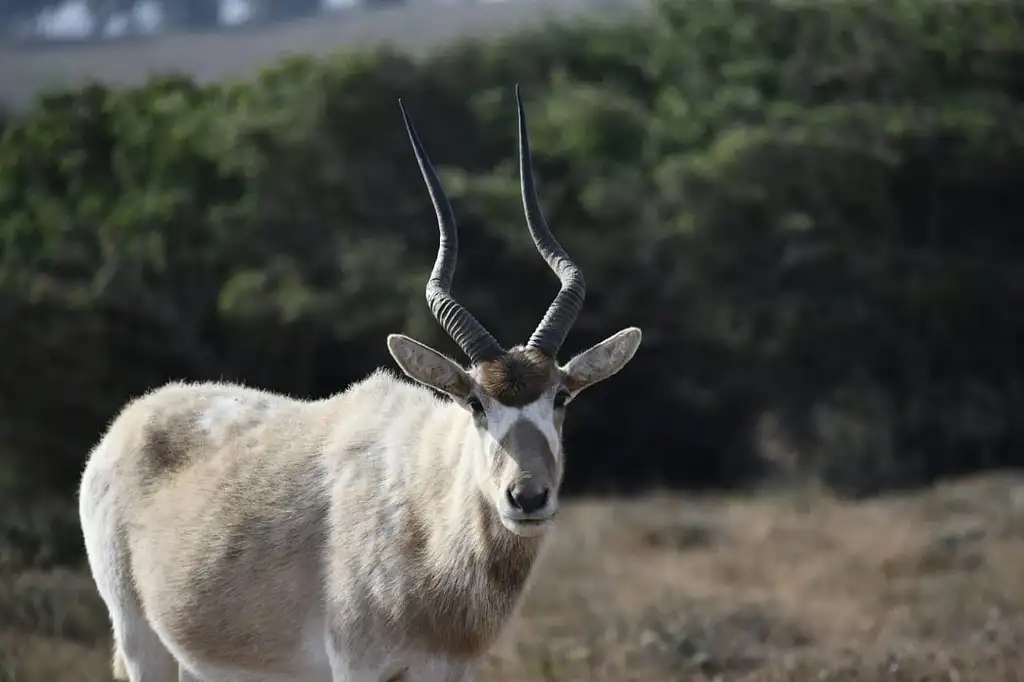 Half Day Souss-Massa National Park Guided Tour