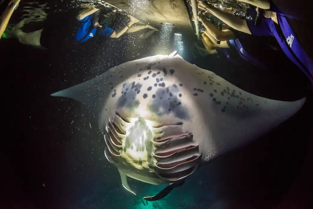 Night Manta Snorkelling Experience