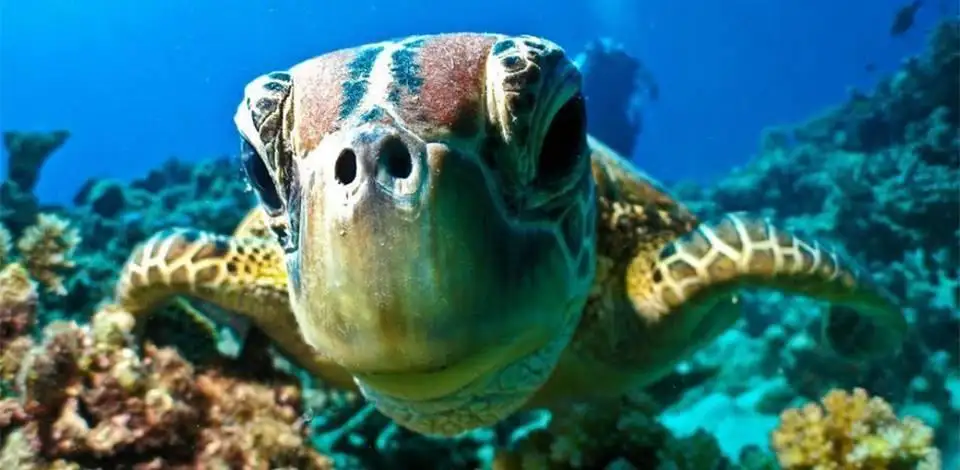 Introductory Dive Course At Julian Rocks