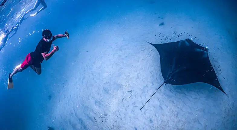 Swim with Manta Rays & Ningaloo Reef Tour | Departing Coral Bay