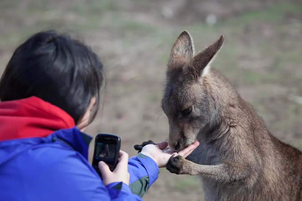 Mount Field, Mt Wellington & Wildlife Sanctuary Tour From Hobart