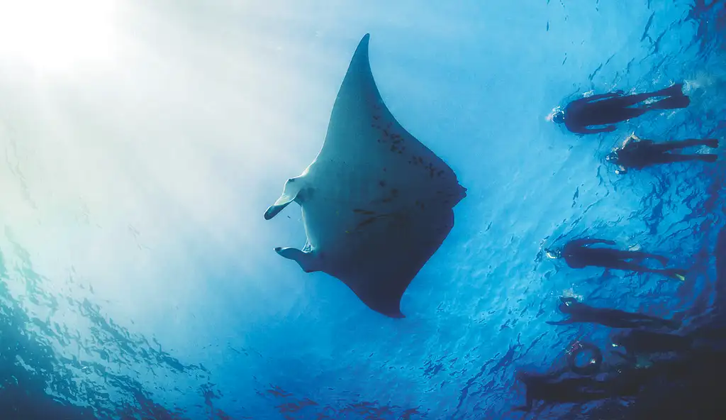 Manta Ray Snorkelling Experience Full Day Adventure