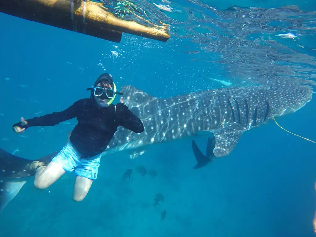 Whale Shark Swim and Canyoning Adventure | Oslob