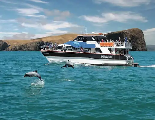 A large tour boat cruising along the blue waters of Akaroa Harbour. Two small dolphins are leaping out of the water next to the boat in the foreground of the shot, and a steep grassy cliff can be seen in the background behind the boat.