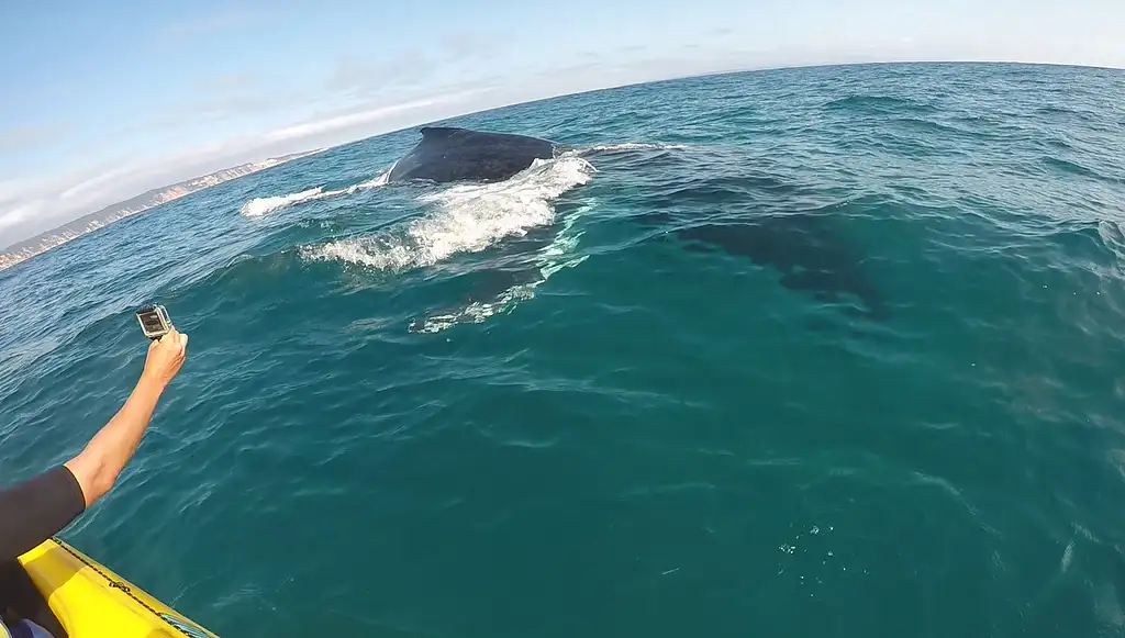 Whale Watching Kayak & Great Beach Drive Adventure | From Rainbow Beach