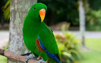 Ultimate TNQ 3 Day Package – Reef, Rainforest & Outback**SAVE $103pp**