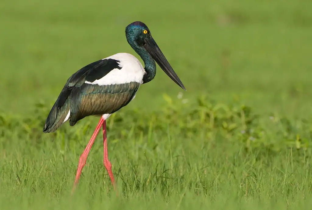 Kakadu National Park & Yellow River Wildlife Cruise