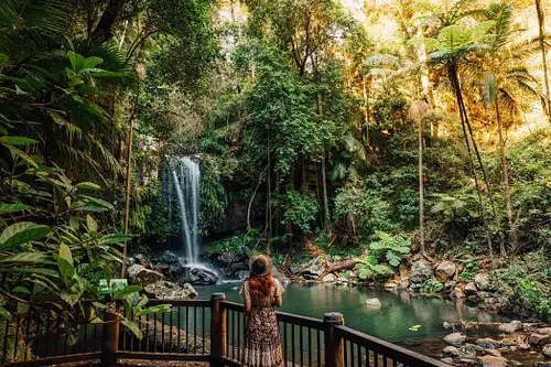 Glow Worm Tour & Mt Tambourine Hop-on Hop-off | Brisbane or Gold Coast