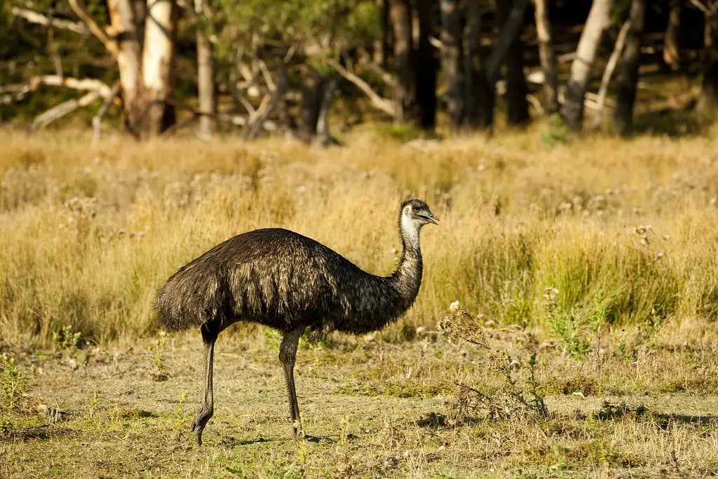 2 Day Great Ocean Road Tour | Melbourne to Adelaide