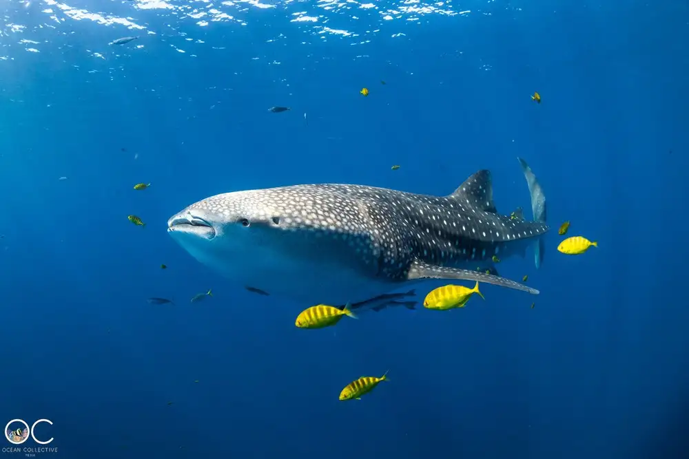 Whale Shark Adventure | Coral Bay