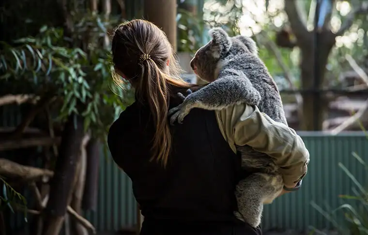 Blue Mountains Small Group Wildlife Tour