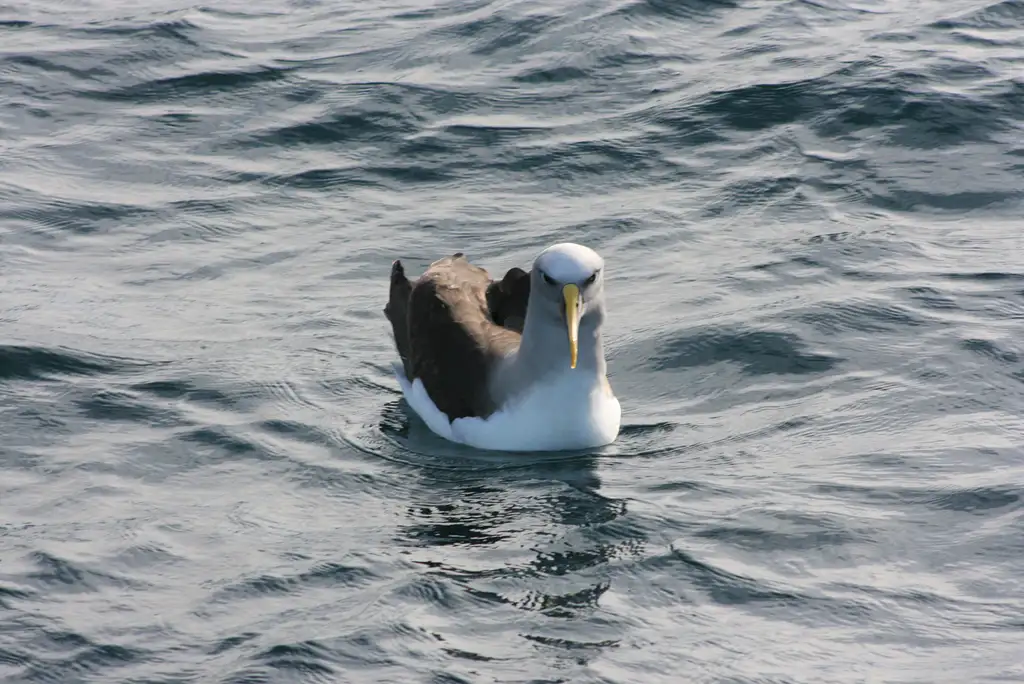 South Island Kaikoura Whale Watching Tour
