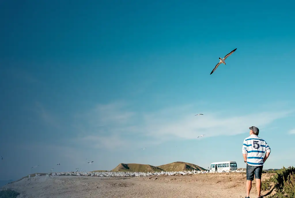 Hawke's Bay Gannet Tour