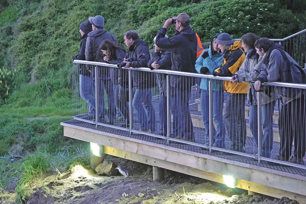 Blue Penguins Pukekura | Wildlife Tours - Dunedin