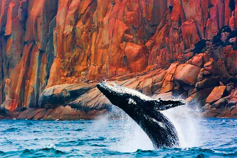 Wineglass Bay Cruise