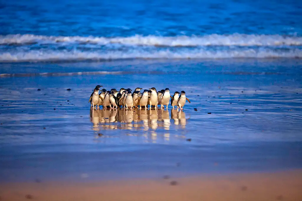 Phillip Island Penguin Parade & Churchill Island Farm Bus Tour