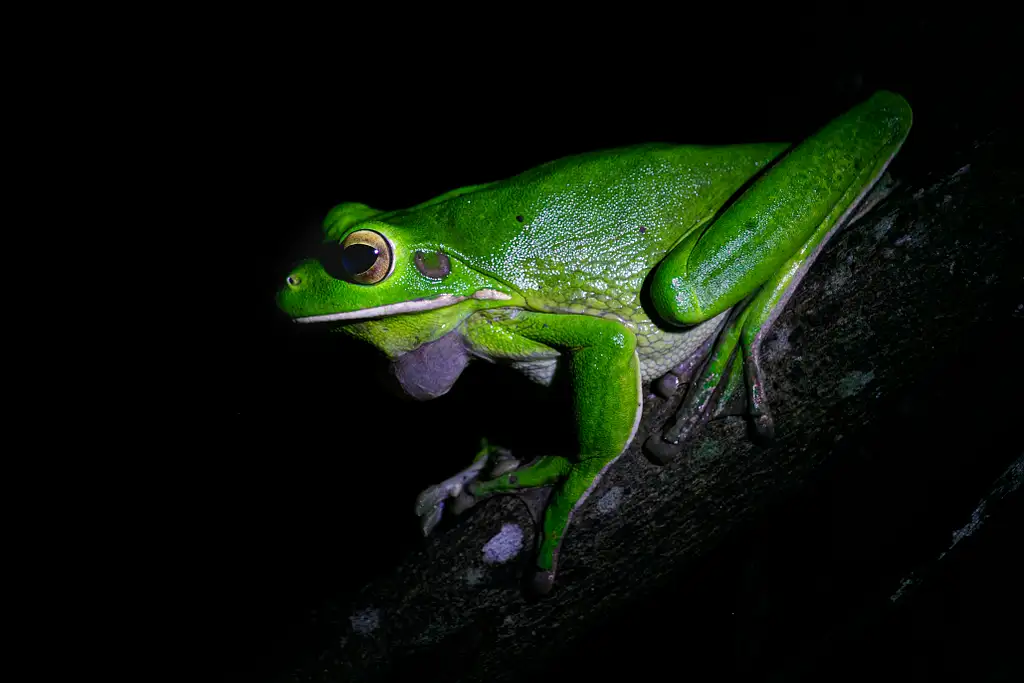 Daintree Rainforest Night Walk Tour