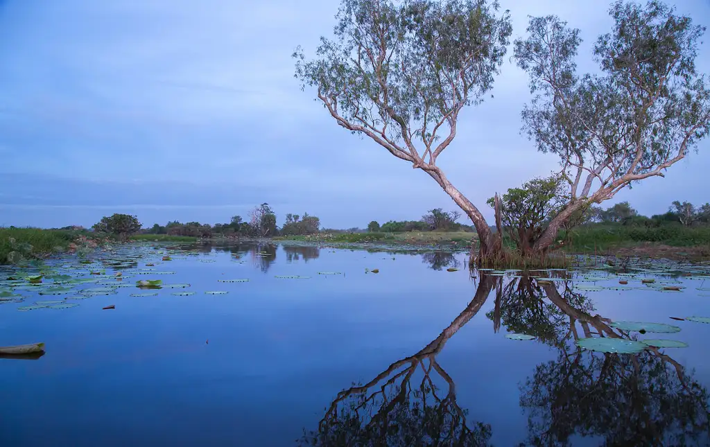 Corroboree Billabong | 2 Hour Sunrise Wetland Cruise