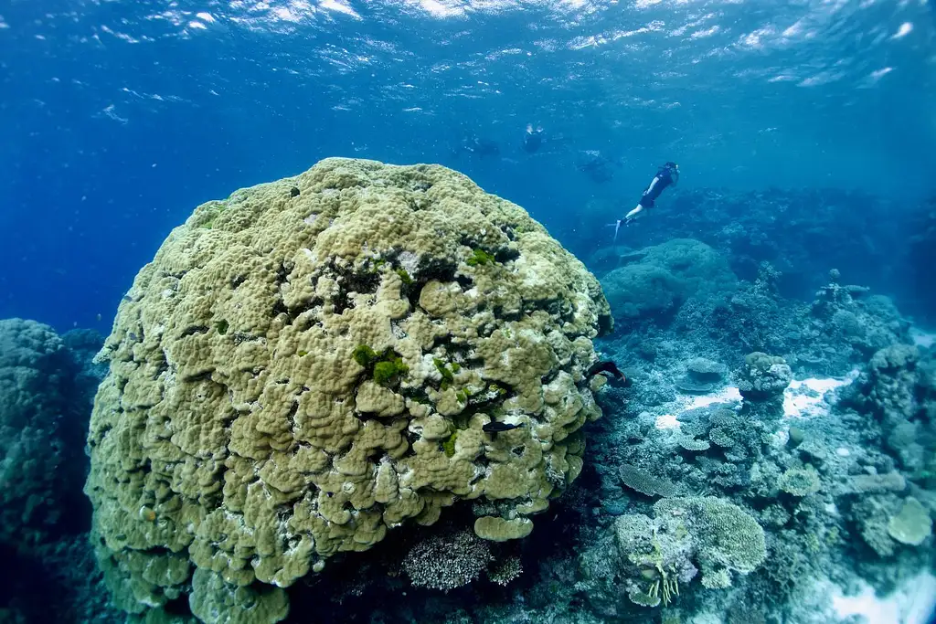 Half Day Snorkelling Great Barrier Reef From Cairns | Escape the Crowds!